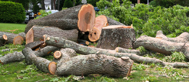 Professional Tree Removal Services in Estancia, NM