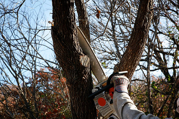 How Our Tree Care Process Works  in  Estancia, NM